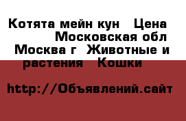 Котята мейн кун › Цена ­ 18 000 - Московская обл., Москва г. Животные и растения » Кошки   